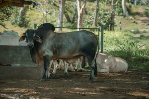 lado Visão do Preto brahman touro em pé em campo às terras agrícolas foto