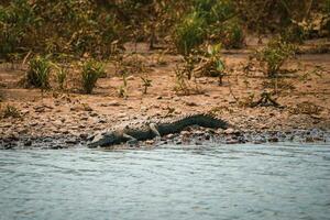 a americano crocodilo sóis em si em uma rio banco dentro costa rica foto