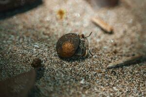 fechar-se do equatoriano eremita caranguejo em arenoso de praia às costa rica foto