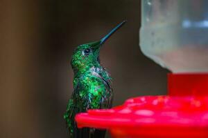 foco seleção. beija Flor dentro a chuva floresta do costa rica foto