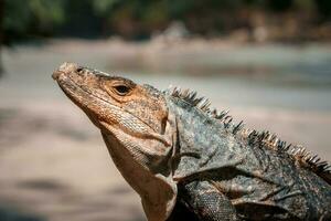 retrato do a iguana dentro perfil. exótico iguana. iguana retrato foto