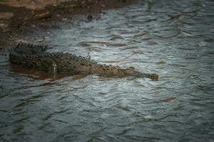 a americano crocodilo sóis em si em uma rio banco dentro costa rica foto