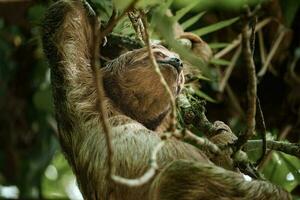 fofa bicho-preguiça suspensão em árvore ramo. perfeito retrato do selvagem animal dentro a floresta tropical do costa rica. foto