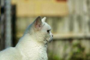 fofa persa puro branco gato é posando dentro a casa jardim foto