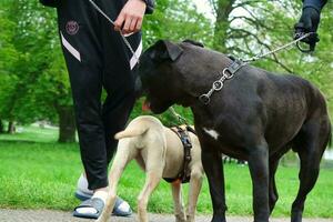 fofa cachorro em tarde andar às uma público parque do luton Inglaterra Reino Unido. foto