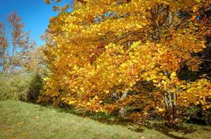 amarelo vermelho laranja amarelo e folhas verdes de magnólia conceito de natureza para design foto