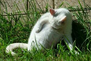 fofa branco gato é relaxante em grama, às casa jardim foto