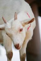 cabras brancas no parque do zoológico no verão foto