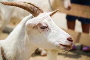 cabras brancas no parque do zoológico no verão foto