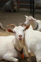 cabras brancas no parque do zoológico no verão foto