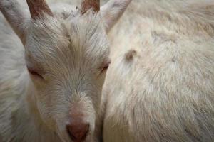 cabras brancas no parque do zoológico no verão foto