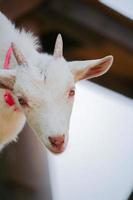 cabras brancas no parque do zoológico no verão foto