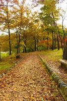 cores de outono em Nagatoro Saitama foto