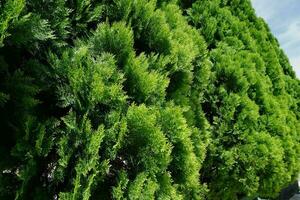 fechar acima tiro do brilhante verde cipreste, contra azul céu fundo . dacridio, Thuja orientalis. foto