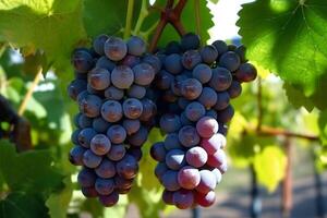 ensolarada Doçura, vibrante uvas em uma videira com verdejante folhas ai gerado foto