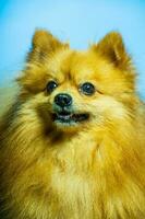 adorável pomerânia cachorro retrato.stodio fundo. foto
