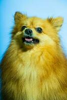 adorável pomerânia cachorro retrato.stodio fundo. foto