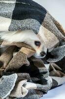 feliz branco pomerânia spitz cachorro poses dentro estúdio foto