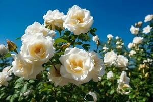 branco rosas arbusto com verde folhas em uma azul céu fundo foto