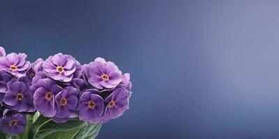 beleza primula flor, jardim decoração, cópia de espaço borrado fundo, generativo ai foto