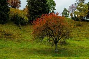 árvore vermelha no prado verde