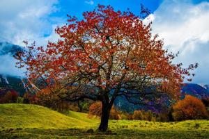 árvore com folhas vermelhas uma foto
