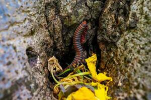 atopochetus tonkinbolus dolfusi milípede arco Iris diplópode foto