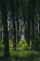 borracha árvore industrial floresta. borracha plantação, borracha látex armazenamento recipiente, localizado dentro Vietnã. seletivo foco foto