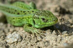 macro retrato do uma verde areia lagarto. foto