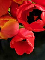tulipas. ramalhete do florescendo tulipas em uma Preto fundo. fundo para uma cumprimento cartão foto