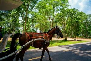 cavalo e uma lindo velho transporte dentro cu chi, Vietnã. a histórico distrito revolucionário ao lado cu chi túnel, uma famoso base do revolucionário Vietnã antes 1975. viagem conceito foto