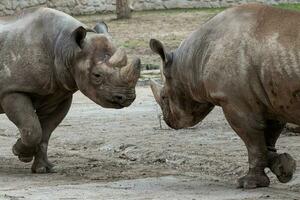 Oriental Preto rinoceronte, diceros bicornis michaeli foto