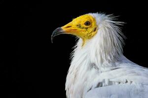 Visão do uma egípcio abutre, neofron percnopterus isolado em Preto fundo foto