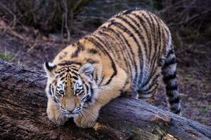 lindo filhote de tigre siberiano, panthera tigris altaica foto