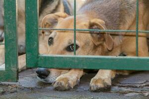 cachorros trancado acima vítimas do animal Abuso e Abuso foto