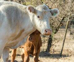 brangus vacas e bezerros dentro a Argentino campo foto