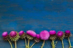 decorativo fronteira com cardo flores em azul rústico madeira foto
