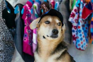 compras cachorro tentando roupas dentro animal roupas loja foto