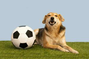 retrato do uma cachorro posando com a futebol bola foto