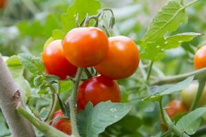plantação do tomates dentro a orgânico jardim foto