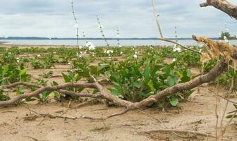 desolado de praia dentro verão com tempestade e branco camalotes dentro flor dentro a cidade do federação província do entre rios Argentina foto