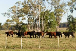 vacas pastar dentro a verde Argentino campo foto