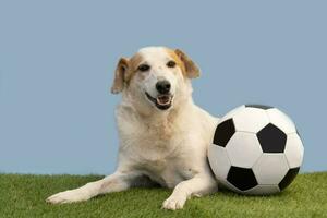 retrato do uma cachorro posando com a futebol bola foto