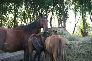 cavalos dentro a Argentino campo foto