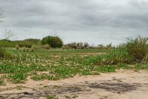 desolado de praia dentro verão com tempestade e branco camalotes dentro flor dentro a cidade do federação província do entre rios Argentina foto