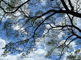 árvore galhos em azul céu foto