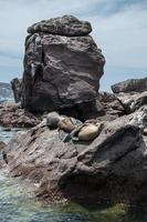 focas no arquipélago isla espiritu santo em la paz, baja california foto