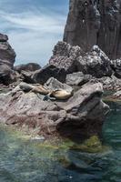 focas do arquipélago isla espiritu santo em la paz, baja california foto
