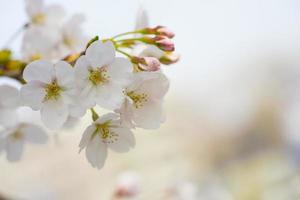 lindas flores de cerejeira sakura foto