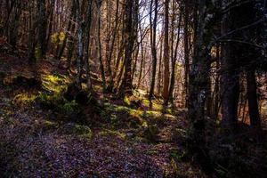 filtrando o sol através do bosque foto
